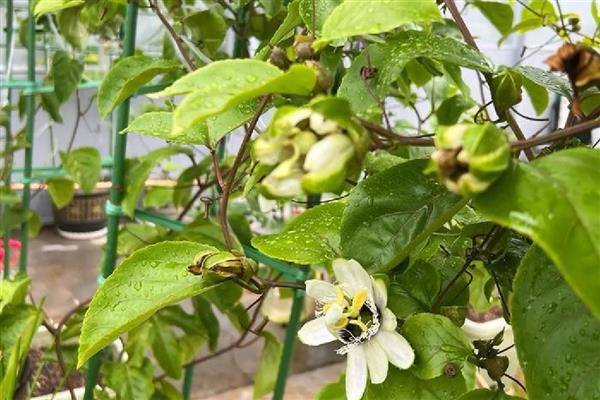 百香果的藤能过冬存活吗，可以过冬存活