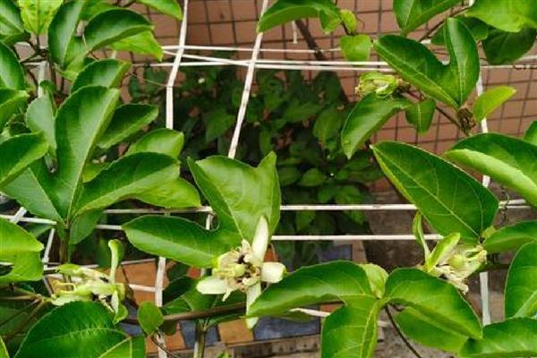 百香果的藤能过冬存活吗，可以过冬存活