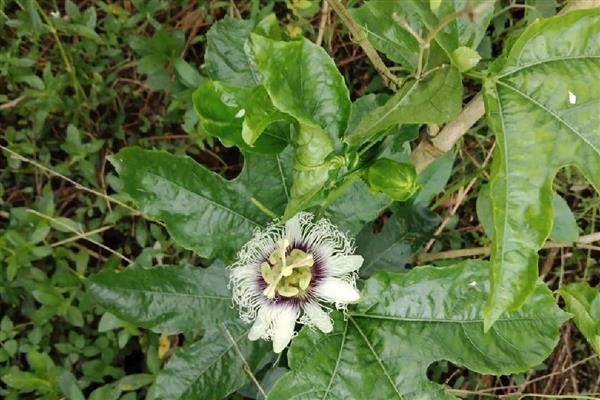 百香果的藤能过冬存活吗，可以过冬存活