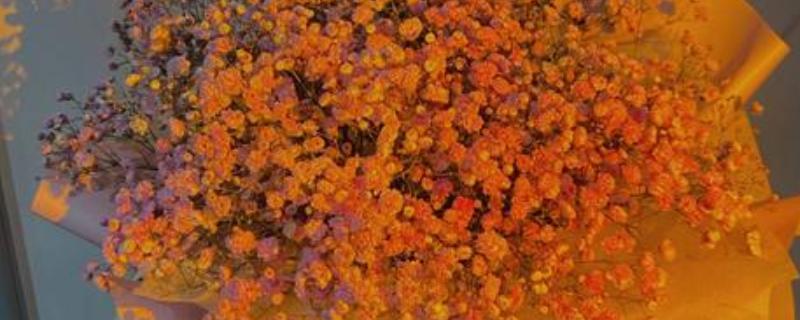 橙色满天星的花语，寓意思恋、梦魇等