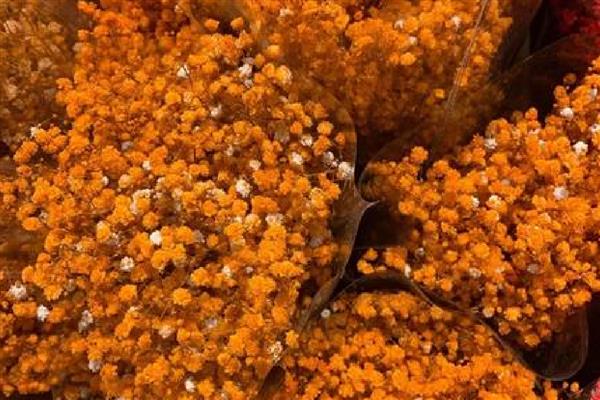 橙色满天星的花语，寓意思恋、梦魇等