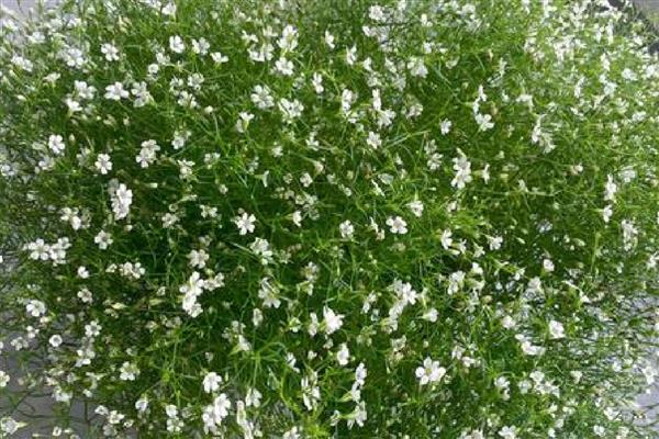 橙色满天星的花语，寓意思恋、梦魇等