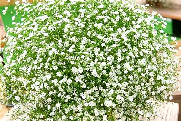 橙色满天星的花语，寓意思恋、梦魇等