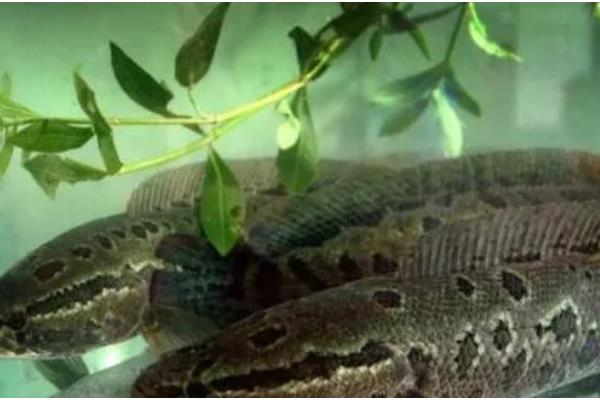 黑鱼又是什么鱼，是常见淡水鱼类