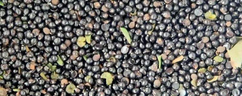 花椒种子如何处理，用碱水浸泡2天再搓掉油脂