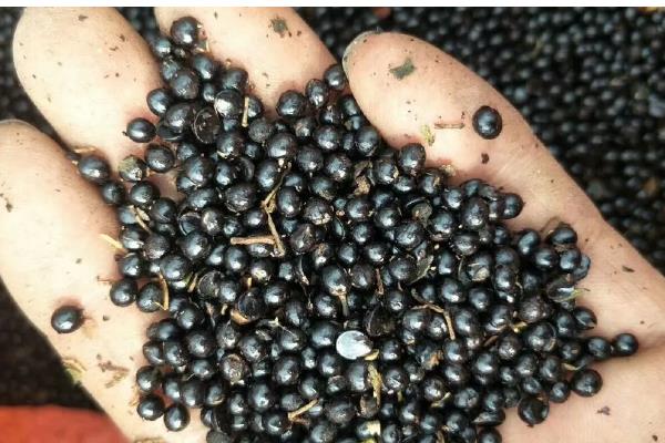 花椒种子如何处理，用碱水浸泡2天再搓掉油脂