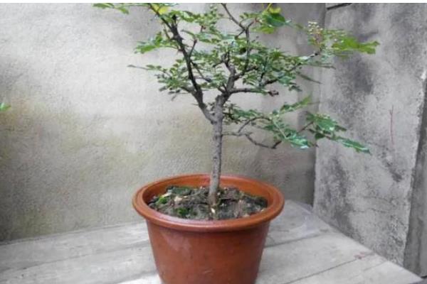 花椒种子如何处理，用碱水浸泡2天再搓掉油脂