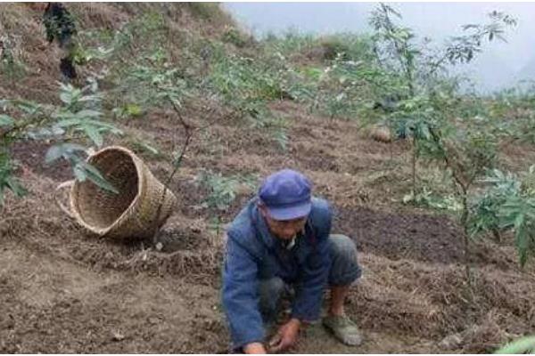 花椒种子如何处理，用碱水浸泡2天再搓掉油脂