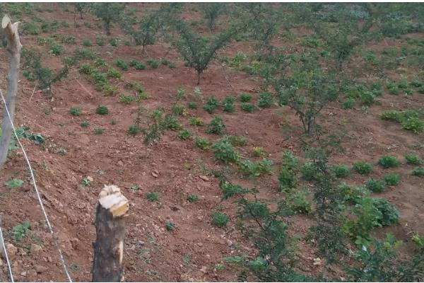 花椒种子如何处理，用碱水浸泡2天再搓掉油脂