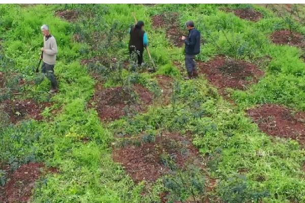 花椒种子如何处理，用碱水浸泡2天再搓掉油脂