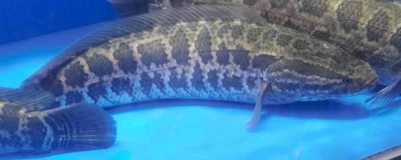 黑鱼又是什么鱼，是常见淡水鱼类