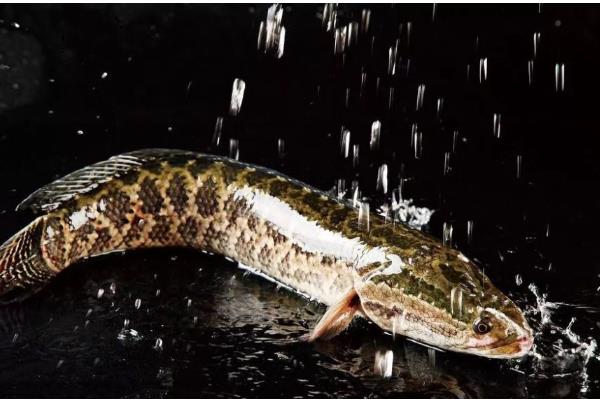 黑鱼又是什么鱼，是常见淡水鱼类