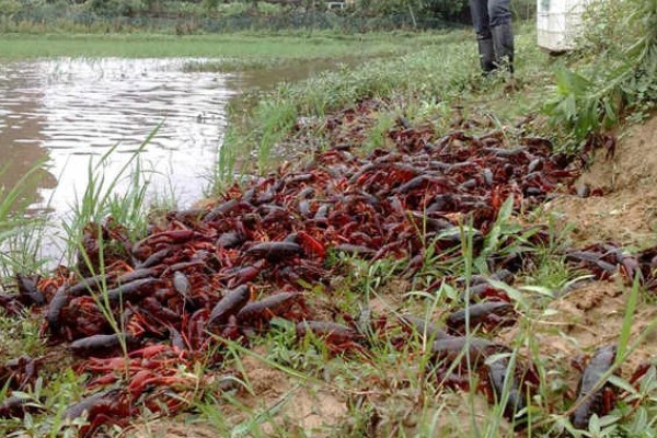 小龙虾的繁殖能力，产卵量和雌虾的个体大小有关