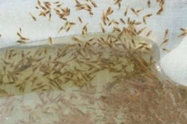 小龙虾的繁殖能力，产卵量和雌虾的个体大小有关