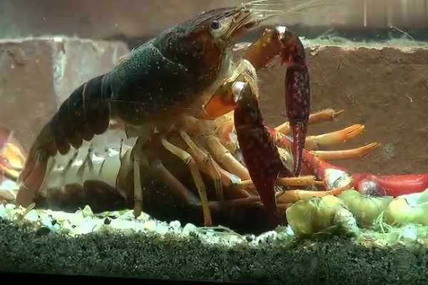 小龙虾的繁殖能力，产卵量和雌虾的个体大小有关