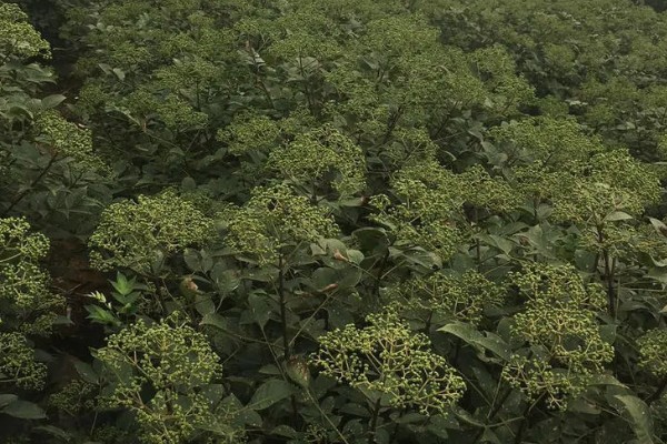 吴茱萸的亩产量，一般为500-700斤左右