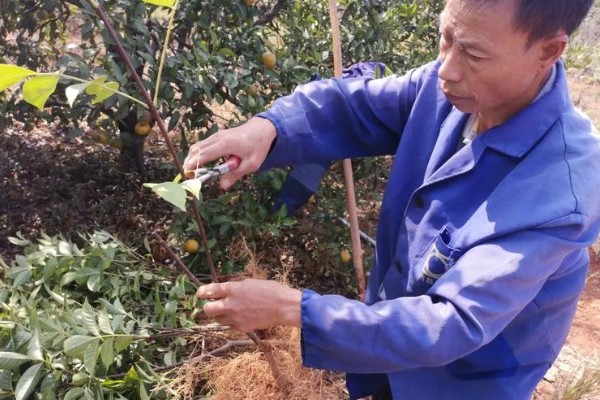 吴茱萸的亩产量，一般为500-700斤左右