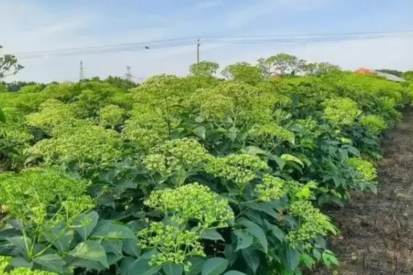 吴茱萸的亩产量，一般为500-700斤左右