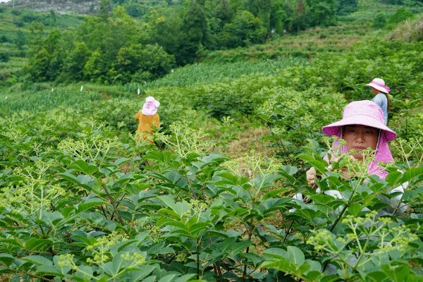 吴茱萸的亩产量，一般为500-700斤左右