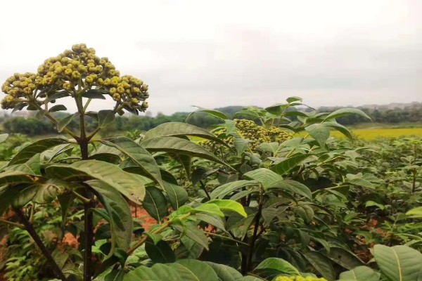 吴茱萸的亩产量，一般为500-700斤左右