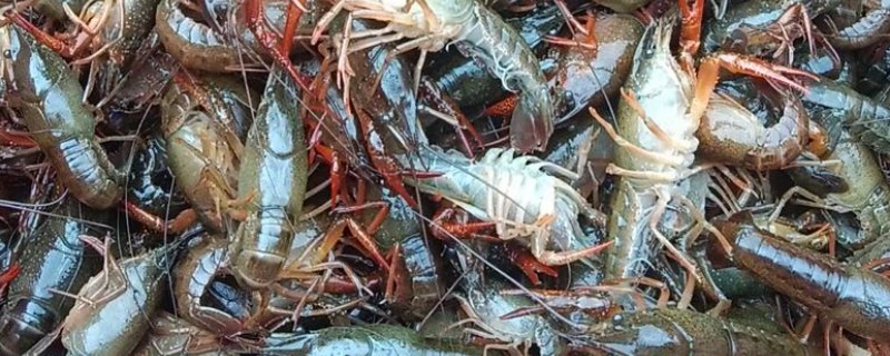 小龙虾的繁殖能力，产卵量和雌虾的个体大小有关