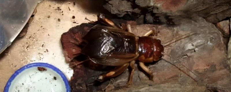 什么地方会出大蟋蟀，有广东、广西、福建等地