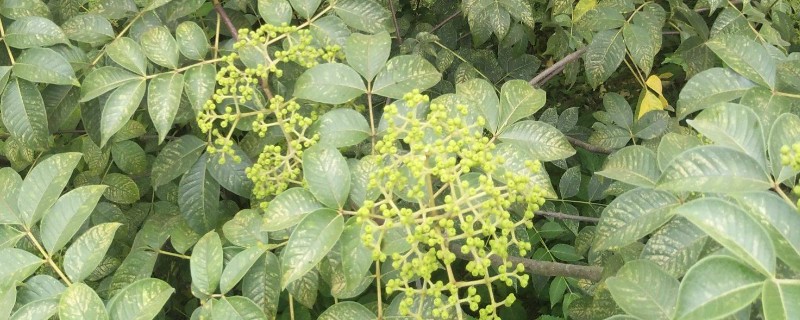 吴茱萸的亩产量，一般为500-700斤左右