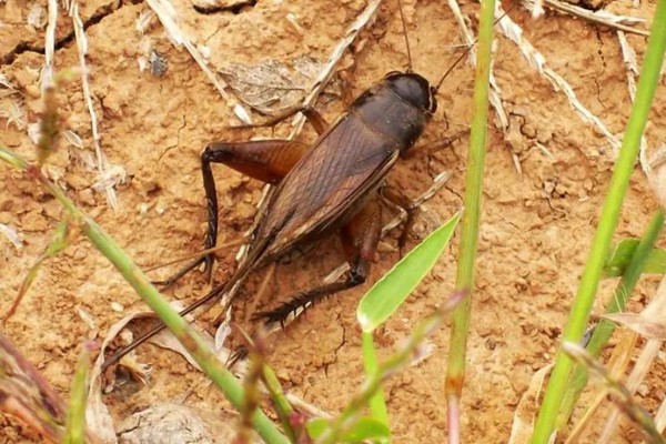 什么地方会出大蟋蟀，有广东、广西、福建等地