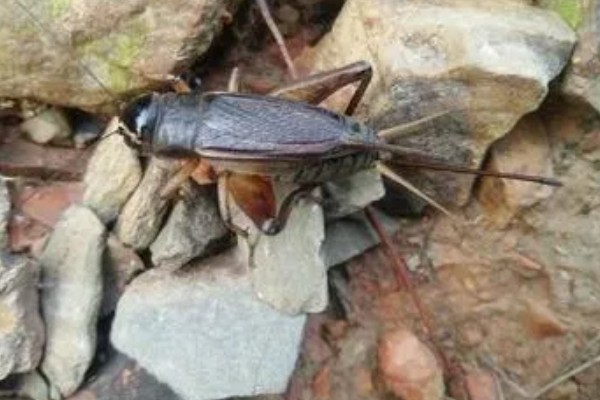 什么地方会出大蟋蟀，有广东、广西、福建等地