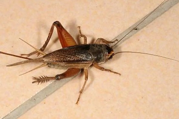 什么地方会出大蟋蟀，有广东、广西、福建等地