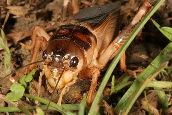 什么地方会出大蟋蟀，有广东、广西、福建等地