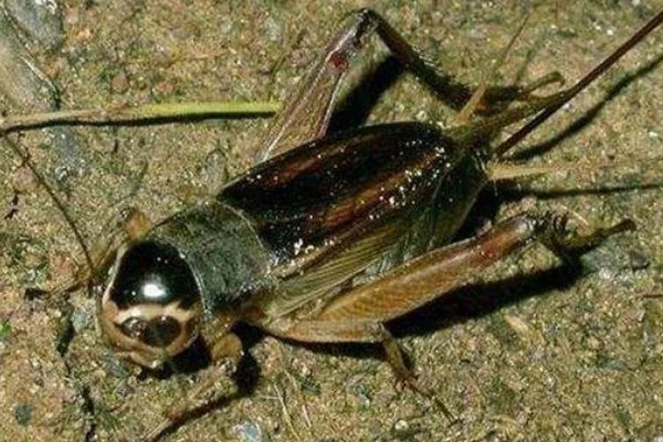 什么地方会出大蟋蟀，有广东、广西、福建等地