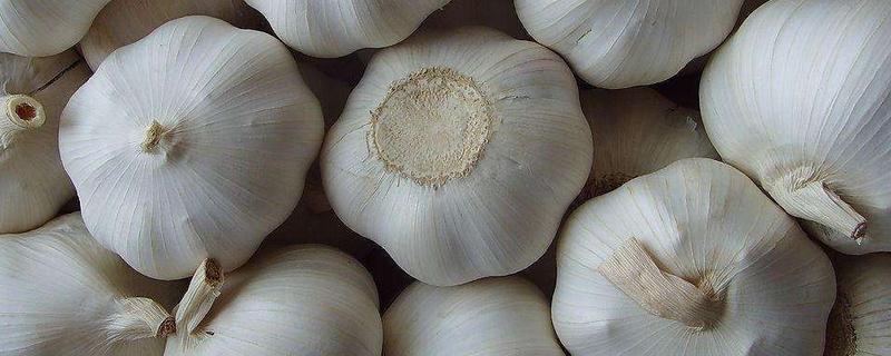 大蒜空心的原因，可能是种性退化所致