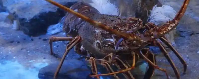 波士顿龙虾怎样养活，温度控制在18-32℃