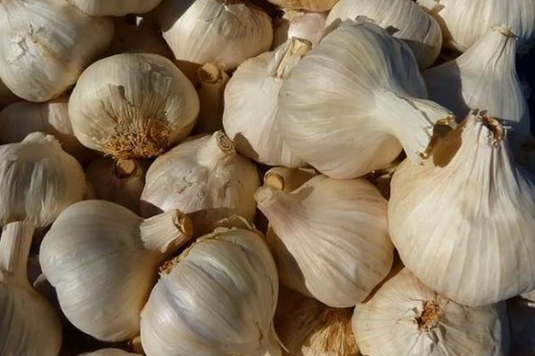 大蒜空心的原因，可能是种性退化所致