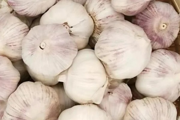 大蒜空心的原因，可能是种性退化所致