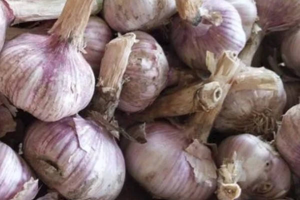 大蒜空心的原因，可能是种性退化所致