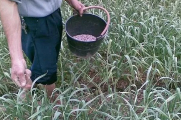 大蒜空心的原因，可能是种性退化所致