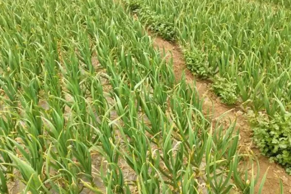 大蒜空心的原因，可能是种性退化所致