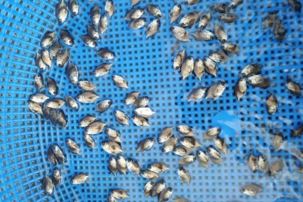 多宝鱼的养殖技术，选择体形完整、体色正常的鱼苗