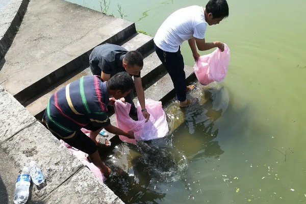 多宝鱼的养殖技术，选择体形完整、体色正常的鱼苗