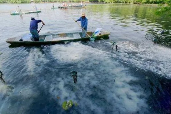 多宝鱼的养殖技术，选择体形完整、体色正常的鱼苗