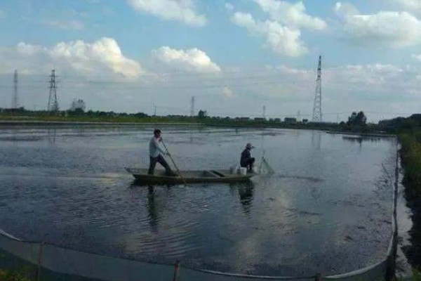 多宝鱼的养殖技术，选择体形完整、体色正常的鱼苗