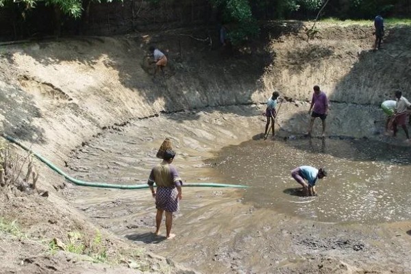 多宝鱼的养殖技术，选择体形完整、体色正常的鱼苗