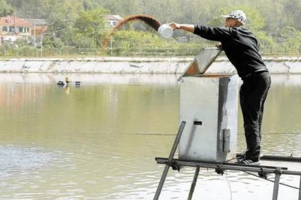 多宝鱼的养殖技术，选择体形完整、体色正常的鱼苗