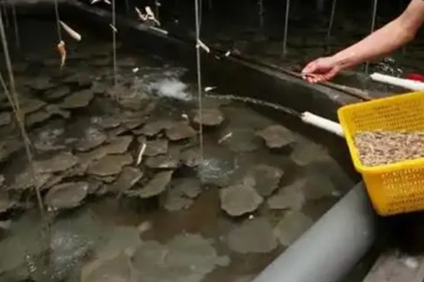 多宝鱼的养殖技术，选择体形完整、体色正常的鱼苗