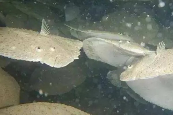 多宝鱼的养殖技术，选择体形完整、体色正常的鱼苗