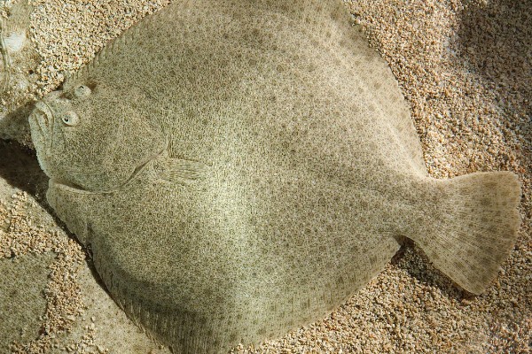 多宝鱼的养殖技术，选择体形完整、体色正常的鱼苗