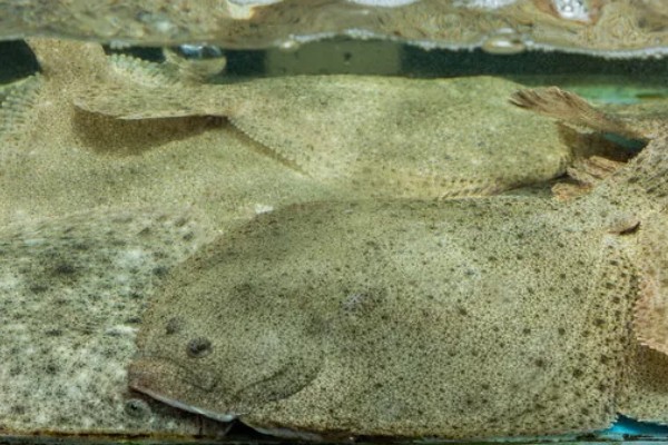 多宝鱼的养殖技术，选择体形完整、体色正常的鱼苗