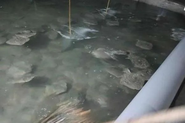 多宝鱼的养殖技术，选择体形完整、体色正常的鱼苗